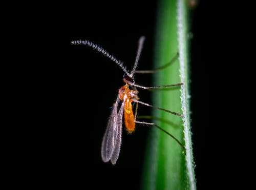 特写摄影中的昆虫 · 免费素材图片