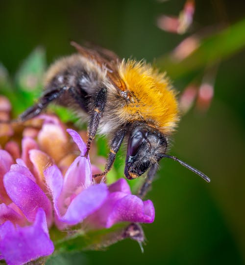 大黄蜂栖息在粉红色的花上的特写照片 · 免费素材图片