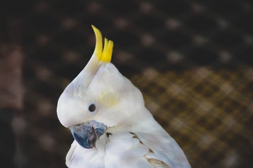 白凤头鹦鹉与黄冠 · 免费素材图片