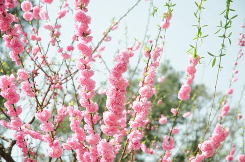 粉红色的花朵 · 免费素材图片