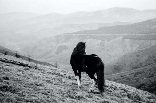 马在草地上的单色摄影 · 免费素材图片