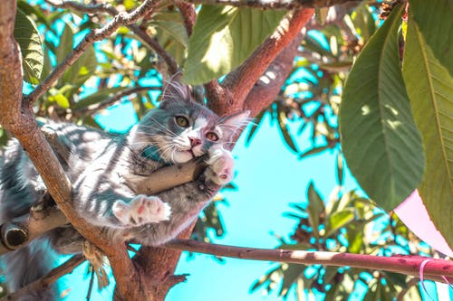 树枝上的灰猫 · 免费素材图片