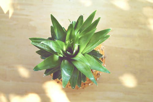 菠萝果 · 免费素材图片