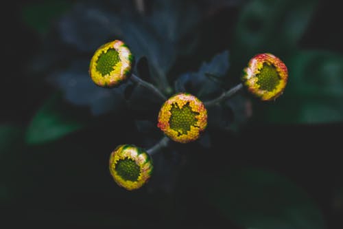 黄色的菊花x大花的花蕾的特写摄影 · 免费素材图片