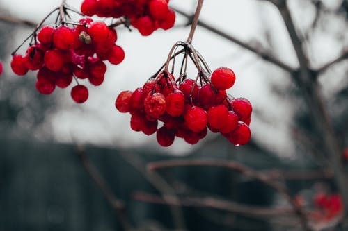 红樱桃果 · 免费素材图片