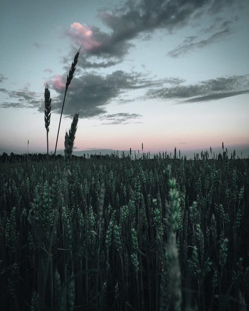 多云的天空下的麦田 · 免费素材图片