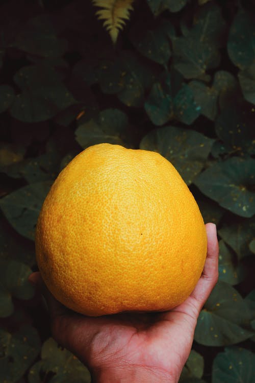 橙色柑橘类水果 · 免费素材图片