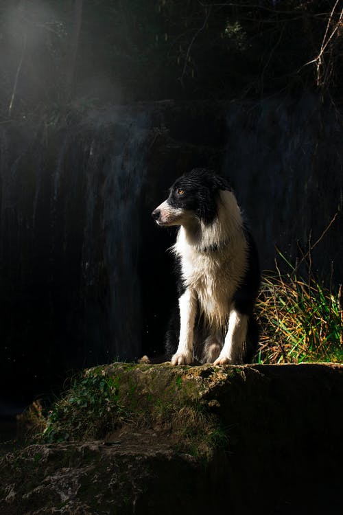 白色和黑色的狗站在石头上 · 免费素材图片