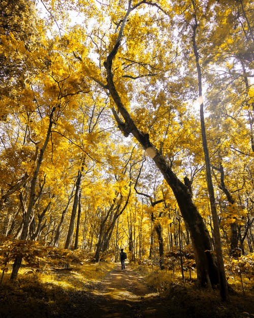 秋季森林的照片 · 免费素材图片