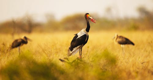 草地上的黑白鸭 · 免费素材图片