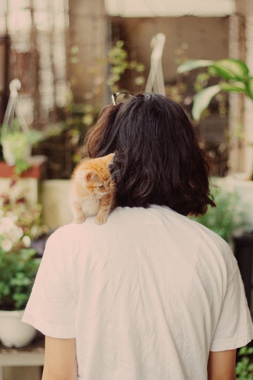 小猫在女人的肩膀上 · 免费素材图片