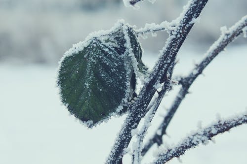 绿叶与雪的树枝上的选择性聚焦摄影 · 免费素材图片