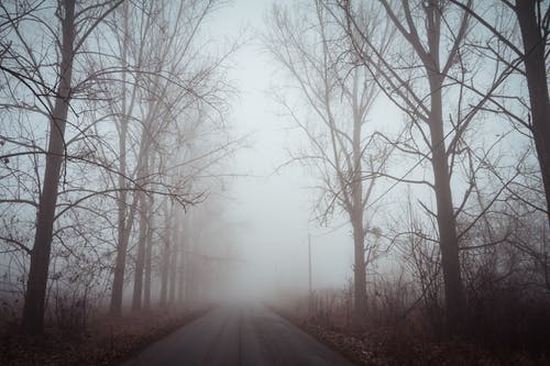 光秃秃的树，雾在路上 · 免费素材图片