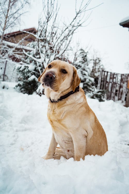 成人黄色拉布拉多犬站在雪地上 · 免费素材图片