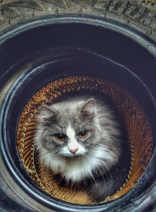 轮胎上的灰白猫 · 免费素材图片