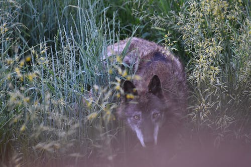 狼躲在草丛中 · 免费素材图片