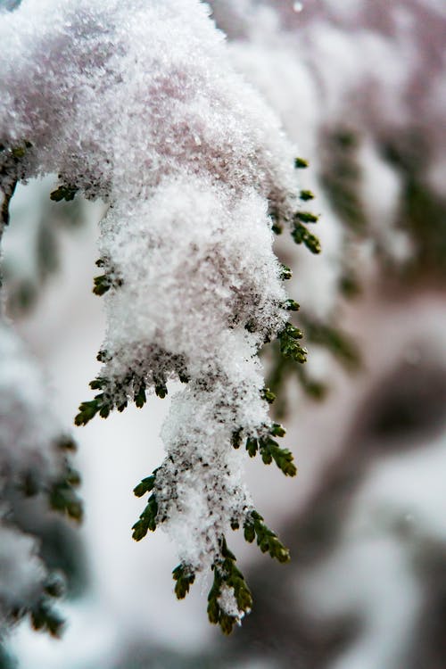 白雪覆盖的树木的选择性聚焦摄影 · 免费素材图片