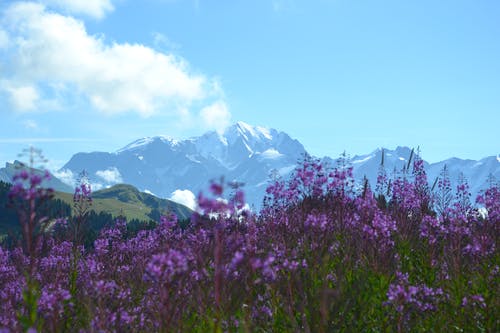 山附近的紫色花瓣花 · 免费素材图片