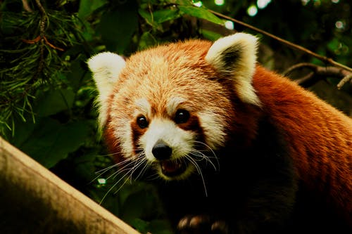 小熊猫 · 免费素材图片