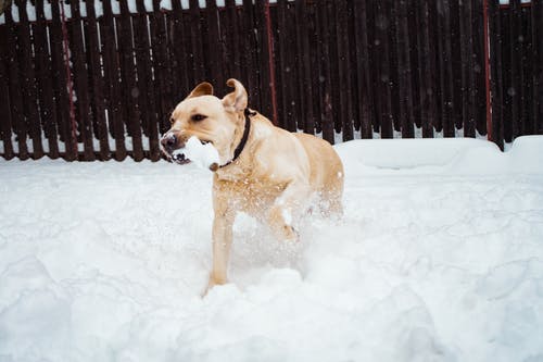 狗在雪地上的照片 · 免费素材图片