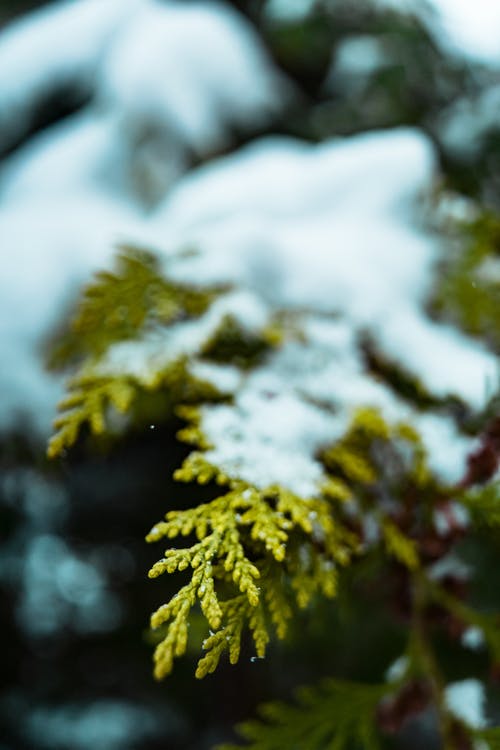 雪的选择性聚焦摄影 · 免费素材图片