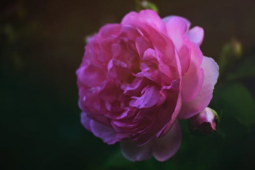 粉红色的英国玫瑰花朵的特写摄影 · 免费素材图片