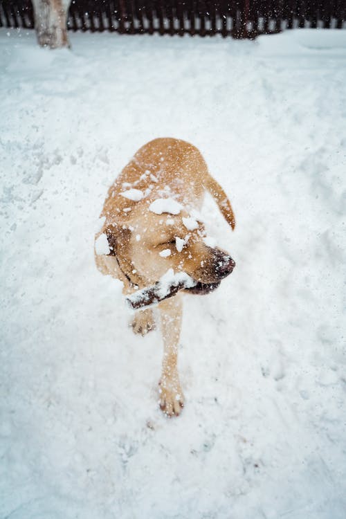 短涂谭狗在白雪覆盖的地方 · 免费素材图片