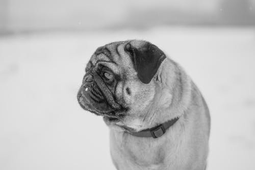 哈巴狗的灰度摄影 · 免费素材图片