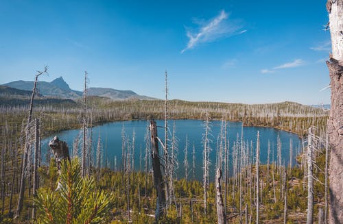 池塘附近的裸树 · 免费素材图片