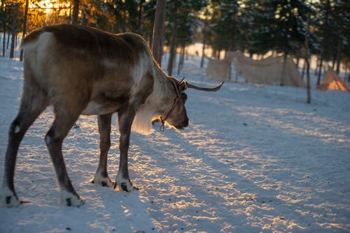 驼鹿站在雪上 · 免费素材图片