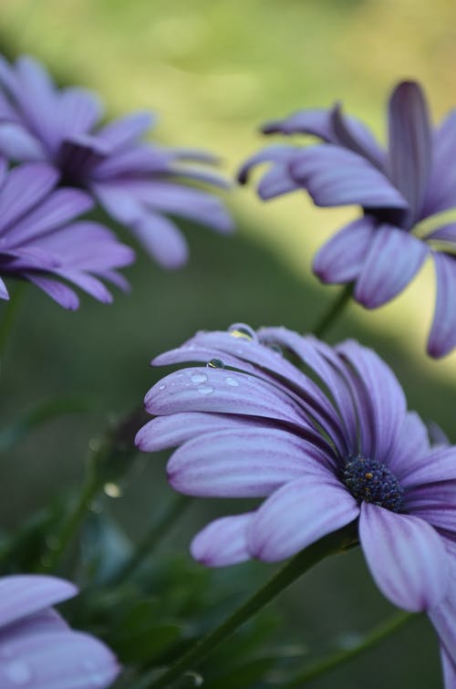 紫色非洲雏菊花的选择性聚焦摄影 · 免费素材图片