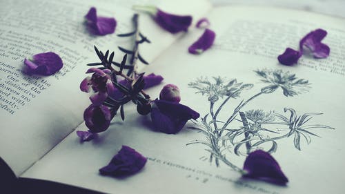 紫色花瓣上已打开的书 · 免费素材图片