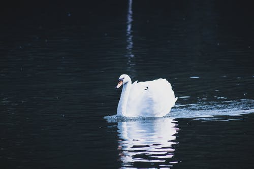 疣鼻天鹅在水面上的照片 · 免费素材图片