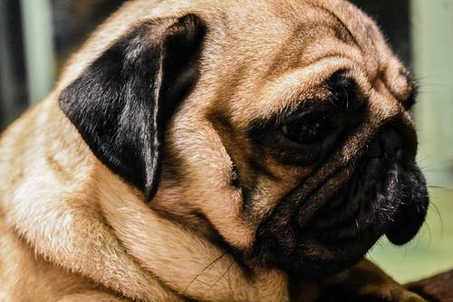 成年小鹿帕格 · 免费素材图片