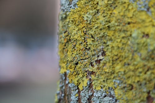 绿色和灰色树皮 · 免费素材图片