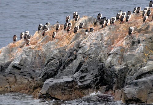 企鹅在岩石上的羊群 · 免费素材图片