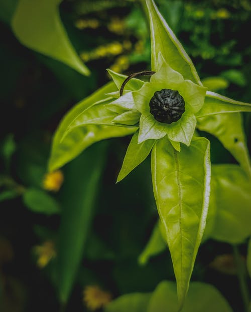 绿叶植物 · 免费素材图片