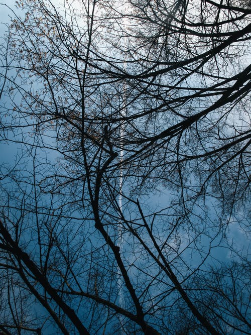 白天的裸树照片 · 免费素材图片