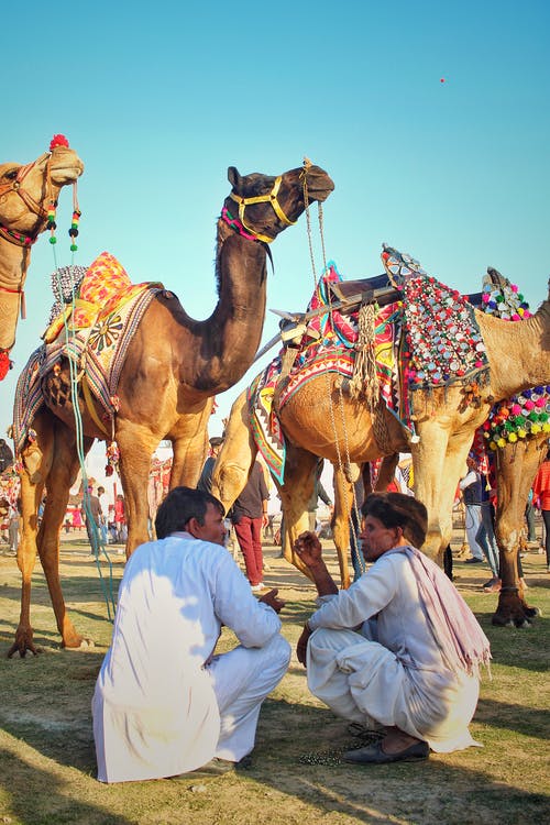 两名男子坐在骆驼前 · 免费素材图片