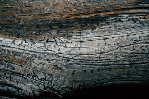 木头的特写照片 · 免费素材图片