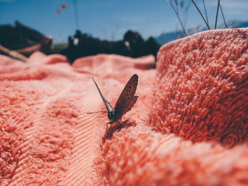 蛾栖息在毛巾上的特写照片 · 免费素材图片