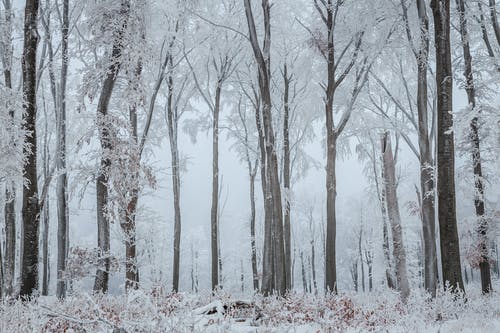 大雪覆盖的树木 · 免费素材图片
