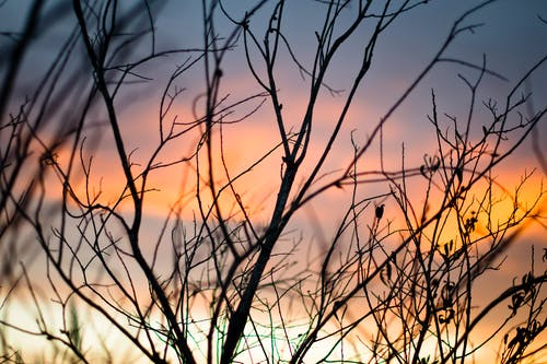 树枝浅焦点摄影 · 免费素材图片