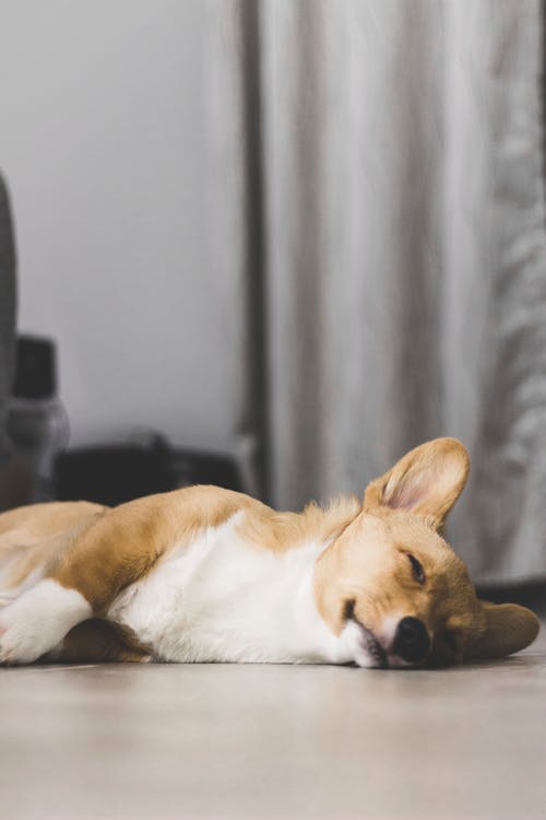 柯基犬睡在地板上的照片 · 免费素材图片