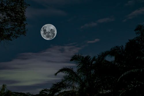 高大的树木剪影下满月的低角度摄影 · 免费素材图片
