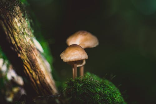 蘑菇的宏观摄影 · 免费素材图片