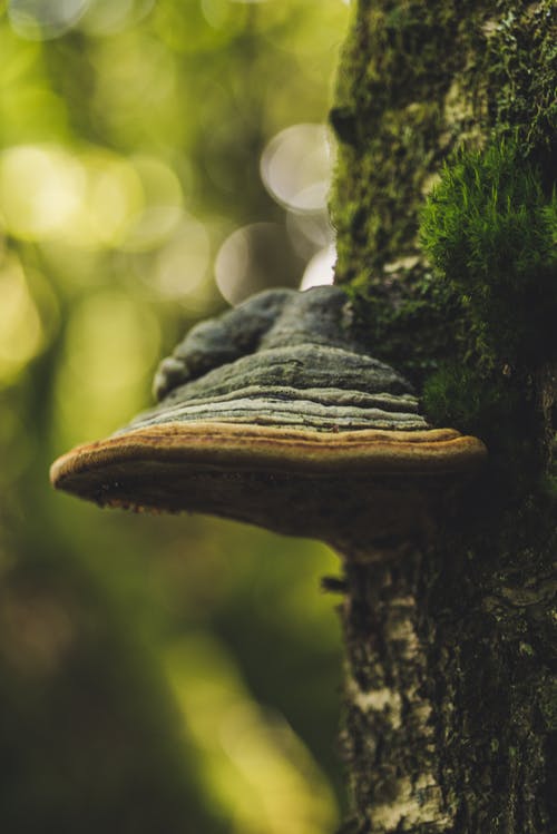 散景摄影中飞蛾的棕色树 · 免费素材图片