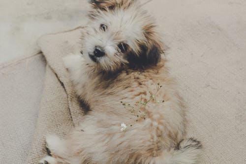 躺在米色地毯上的白色和棕色涂层的小狗 · 免费素材图片