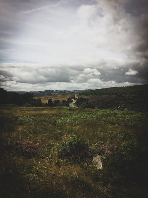 绿草草坪 · 免费素材图片