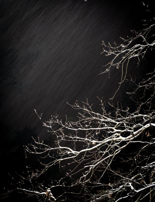 树的灰度摄影 · 免费素材图片